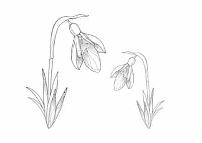 tegning af vintergaek 2